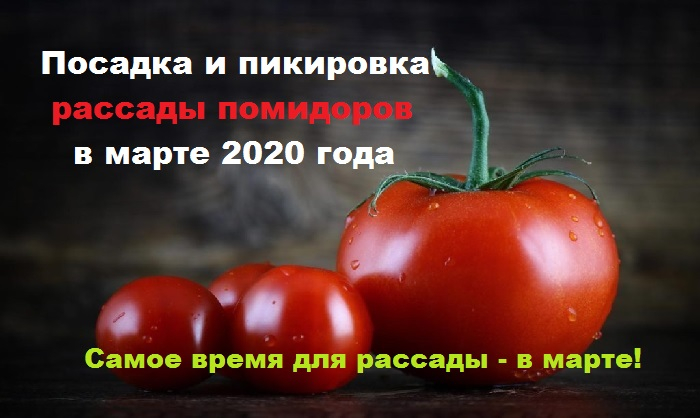 Благоприятные дни пикировки томатов в апреле 2024