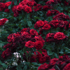 red_35 (100x100, 86Kb)