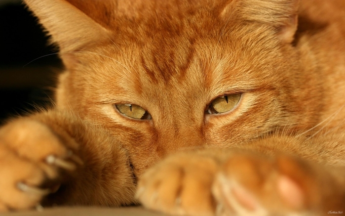 Animals___Cats_Beautiful_red_cat_close-up_044678_ (700x437, 209Kb)