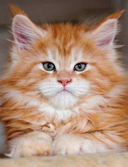   (10) (537x700, 32Kb)