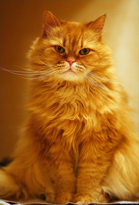 zhivotnye_kot_7854 (473x700, 127Kb)