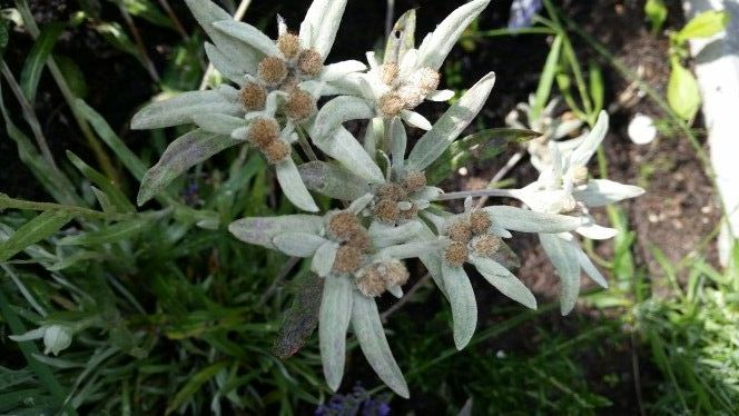 edelweiss0 (664x374, 194Kb)