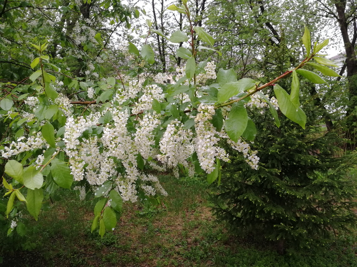 IMG_20200502_063541 (700x525, 548Kb)
