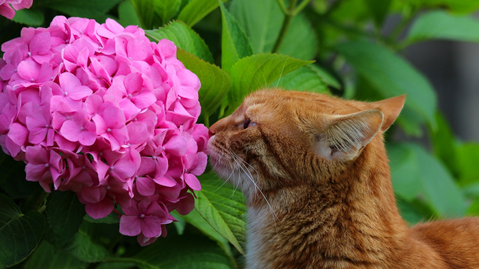 Cats_Hydrangea_Ginger_color_553695_1366x768 (700x393, 330Kb)