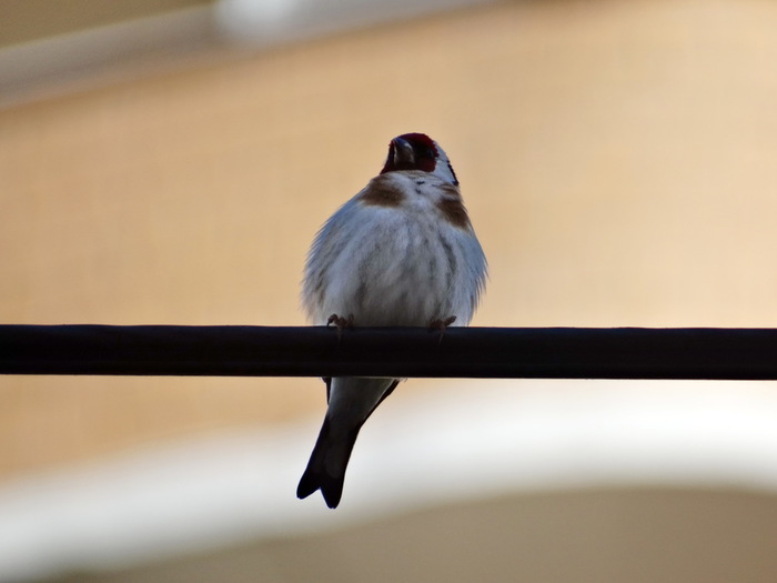 Опознать птицу по фото онлайн бесплатно