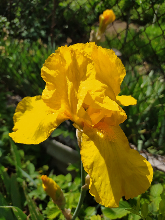 IMG_20200516_143307 (525x700, 426Kb)