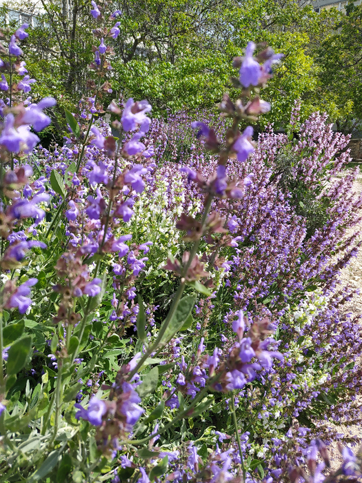 IMG_20200515_135136 (525x700, 705Kb)