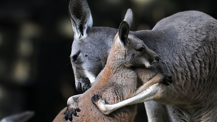 Kangaroo_Love_Cubs_Two_Hug_518027_2560x1440 (700x393, 105Kb)