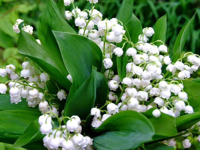 Lily-of-The-Valley (700x525, 610Kb)