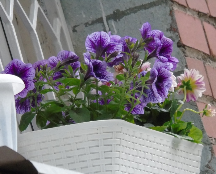 DSC00445 (700x565, 361Kb)
