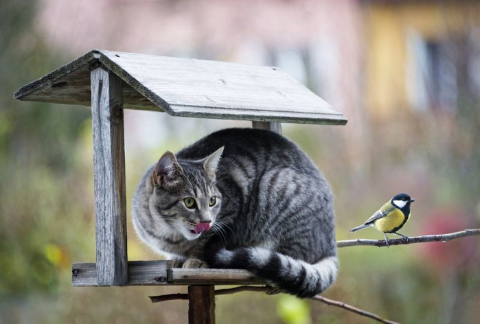 cathunts_2 (700x472, 248Kb)