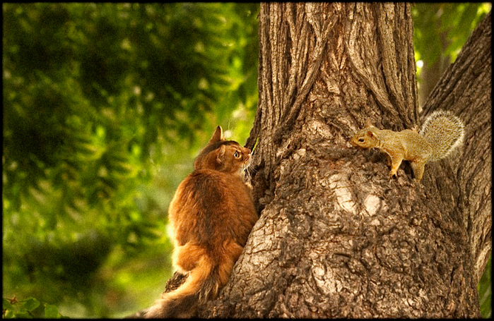 20_animals_for_you (700x455, 508Kb)