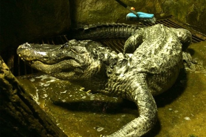 Умер легендарный аллигатор долгожитель Сатурн из Московского зоопарка