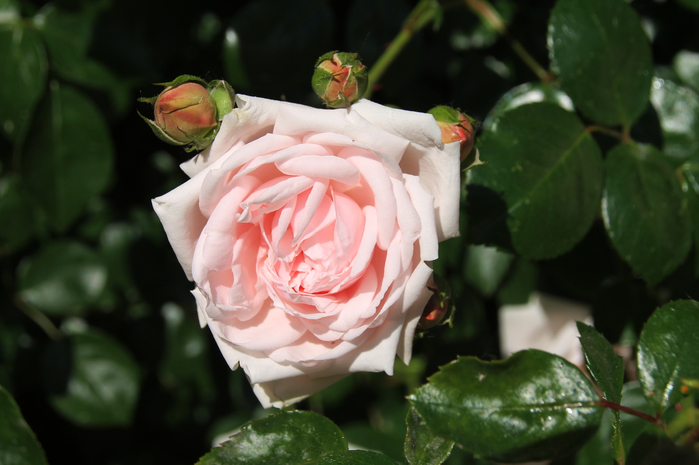 005 (700x465, 315Kb)