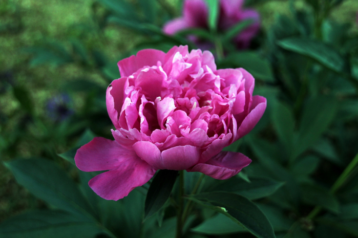 059 (700x465, 332Kb)