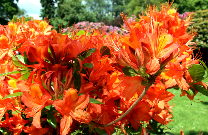 100 (700x457, 510Kb)