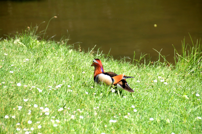 137 (700x465, 512Kb)