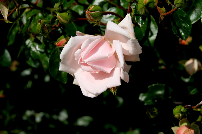 178 (700x465, 269Kb)