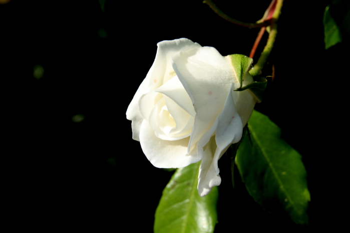 190 (700x465, 126Kb)