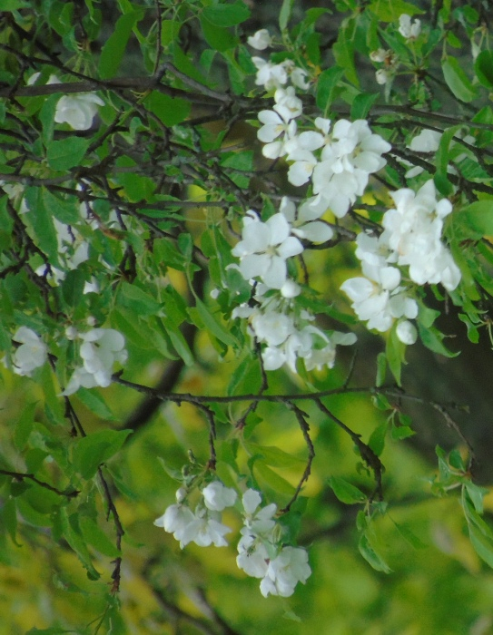 DSC01007 (543x700, 412Kb)