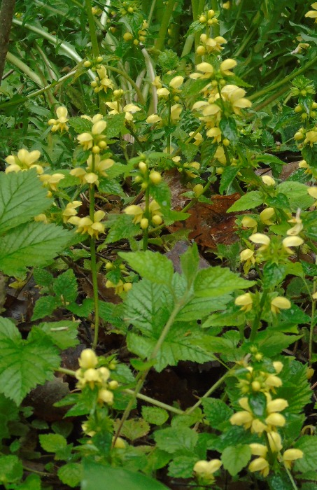 DSC01043 (453x700, 426Kb)