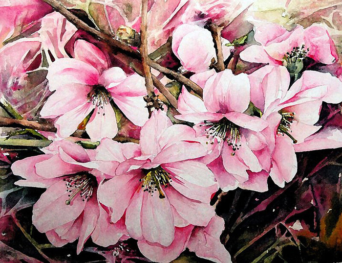 cherry-blossom (700x537, 540Kb)