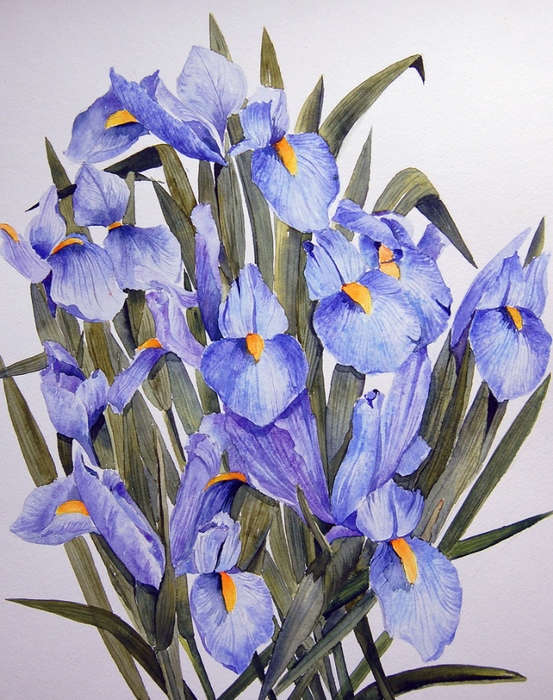 Les Iris (553x700, 535Kb)