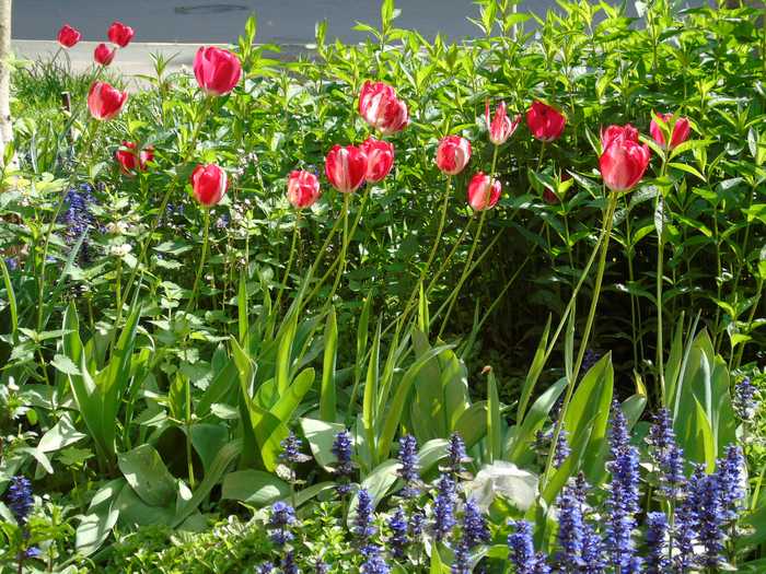 DSC01101 (700x525, 694Kb)