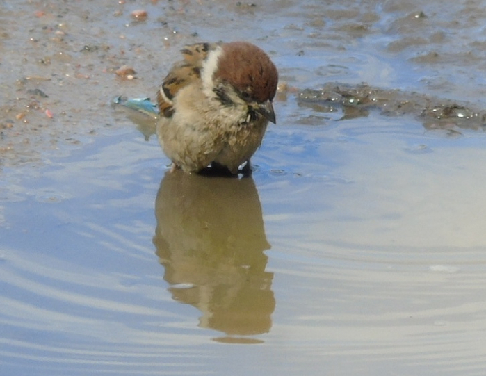 DSC01115 (700x541, 306Kb)