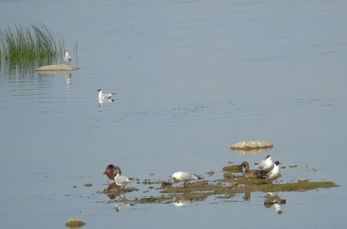 DSC01121 (700x462, 294Kb)