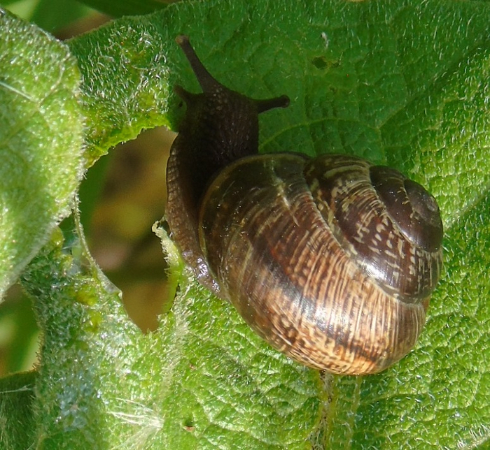 DSC01134 (700x644, 545Kb)