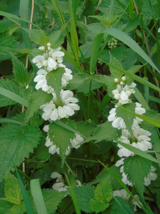 DSC01139 (525x700, 510Kb)