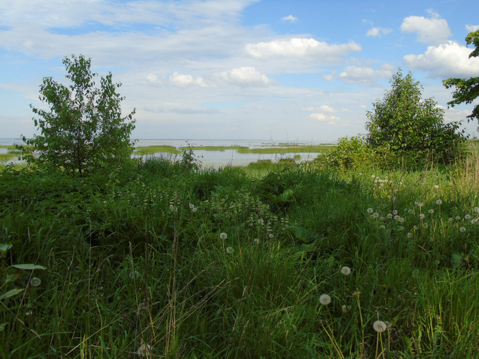 DSC01142 (700x525, 532Kb)