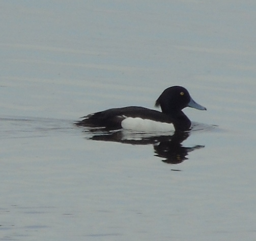 DSC01161 (503x474, 129Kb)