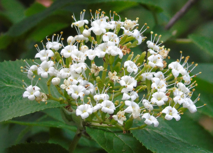 DSC01188 (700x504, 418Kb)