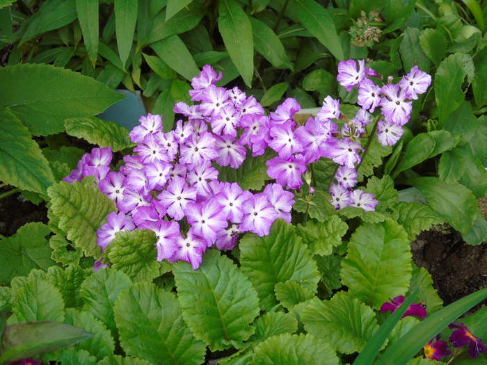 DSC01214 (700x525, 564Kb)