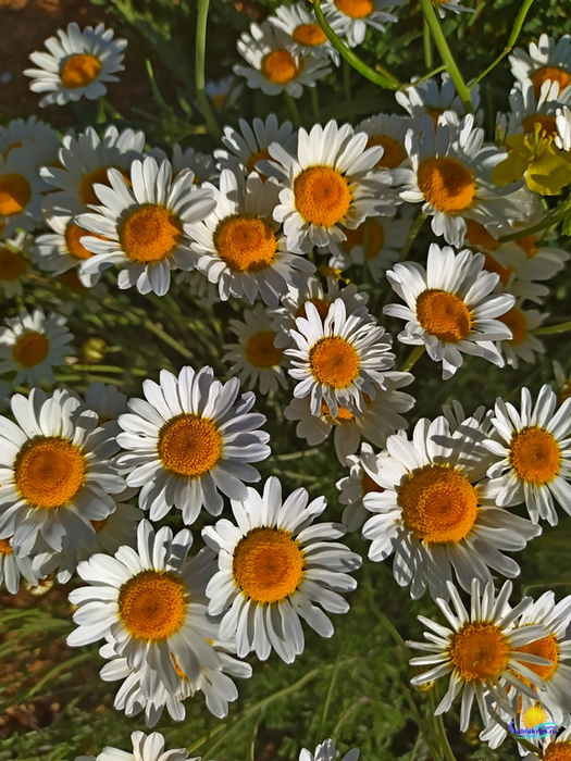 7 (525x700, 481Kb)