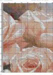   озовые розы (DMC)-003 (494x700, 529Kb)