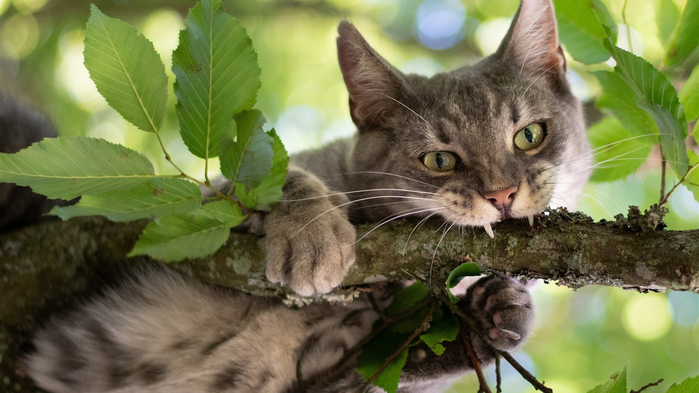 Wildcat-tree-green-leaves_1366x768 (700x393, 291Kb)