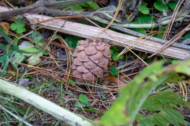 DSC05842 (640x425, 400Kb)