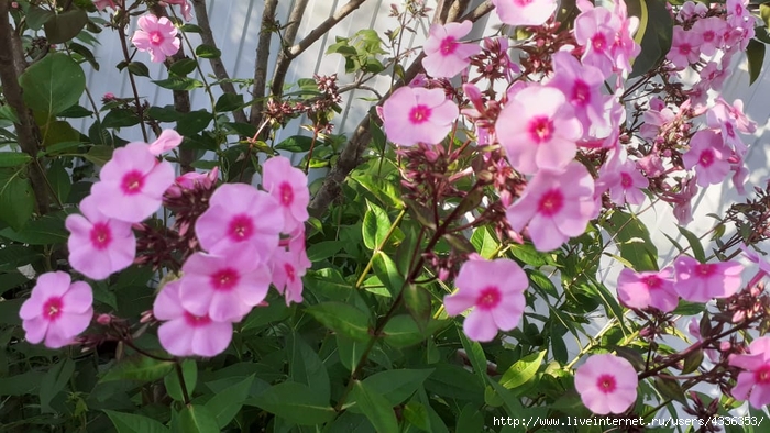 WhatsApp Image 2020-07-24 at 18.16.31 (700x394, 276Kb)