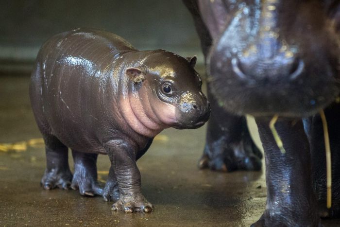 pygmy_hippo_01 (700x467, 47Kb)