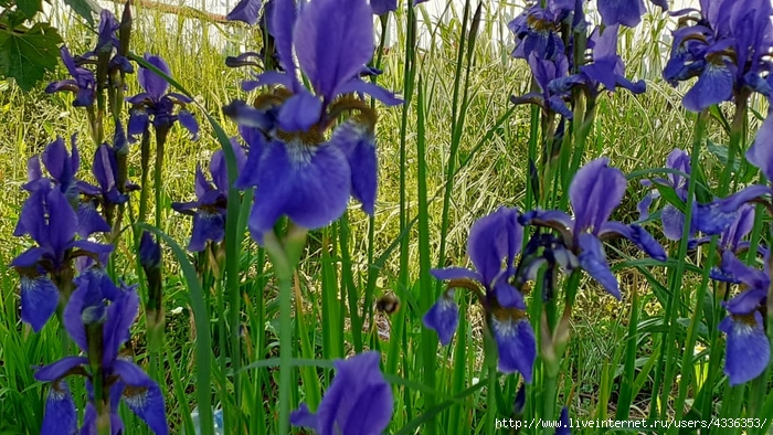WhatsApp Image 2020-06-13 at 11.10.31 (700x394, 322Kb)