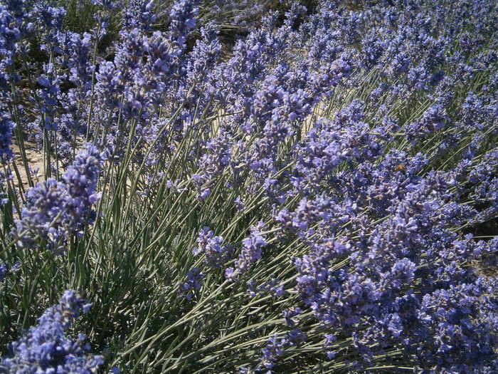P6280015 (700x525, 190Kb)