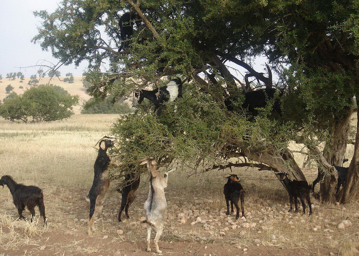 goats-in-the-trees-006 (1000x800, 210Kb)