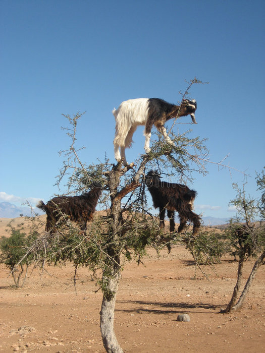 goats-argan-tree-morocco-8483961 (825x1000, 101Kb)