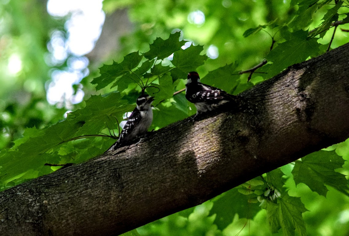 dv4a (700x473, 366Kb)