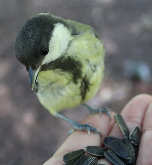 IMG_1111 (645x700, 338Kb)