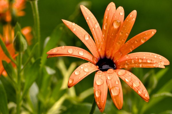 depositphotos_19966765-stock-photo-osteospermium-flower-after-summer-rain (1000x797, 42Kb)