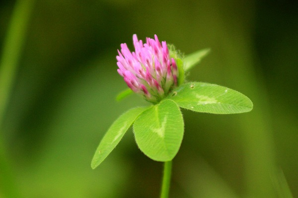 1 (600x400, 173Kb)